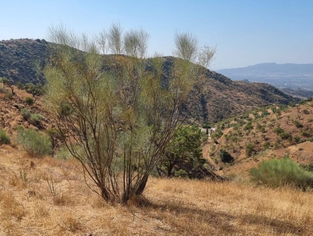 Plot for sale in Estacion de Cartama, Marbella