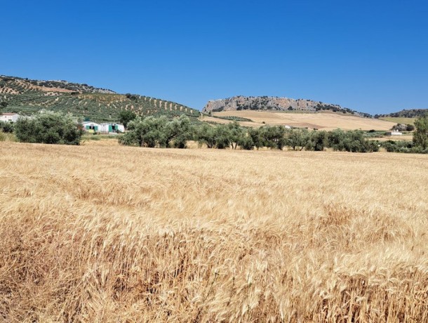 Plot for sale in Cuevas del Becerro, Marbella