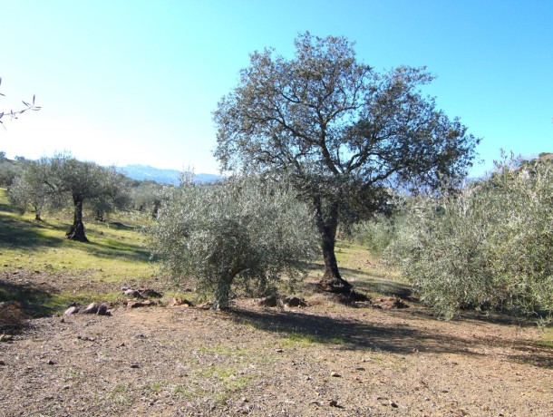 Plot for sale in Coín, Marbella