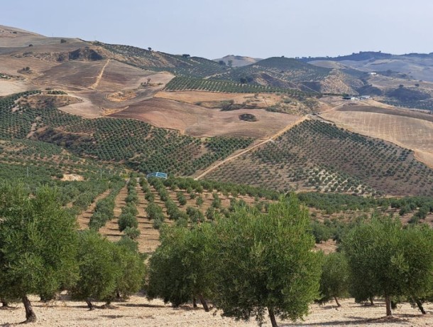 Plot for sale in Ronda, Marbella