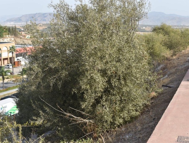 Plot for sale in Coín, Marbella